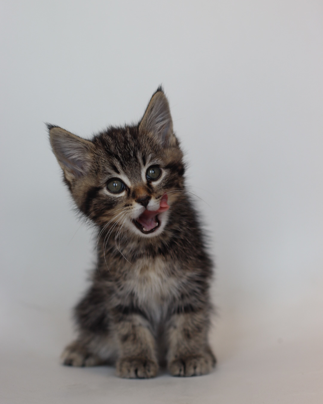 Sun Bum, an adoptable Domestic Short Hair in Steinbach, MB, R5G 2B2 | Photo Image 5