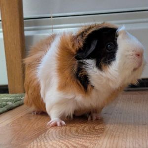 Janet (Bonded with Rita), Young Female Guinea Pig