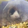 Janet (Bonded with Rita) photo 2