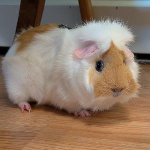 Rita (Bonded with Janet), Young Female Guinea Pig