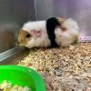Rita (Bonded with Janet) photo 2
