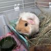 Rita (Bonded with Janet) photo 3