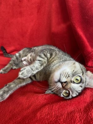 Daiquiri, Young Female Domestic Short Hair