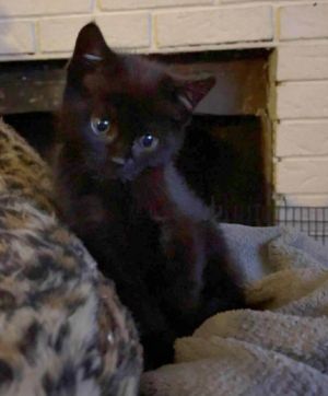 Rigatoni, Baby Male unknown