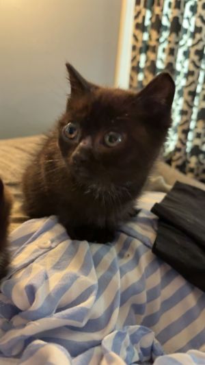 Spaghetti, Baby Male American Shorthair