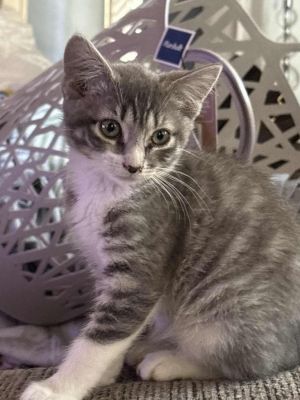 Marylin, Baby Female American Shorthair