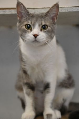 Zoe, Adult Female Domestic Short Hair