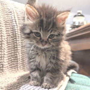 Curry, Baby Male Domestic Long Hair