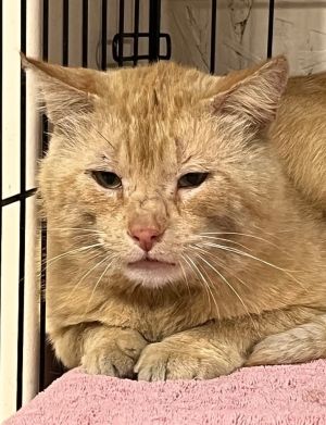 Eddie, Young Male Domestic Short Hair