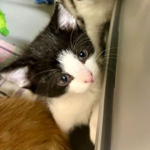 Matilda K, Baby Male Domestic Short Hair