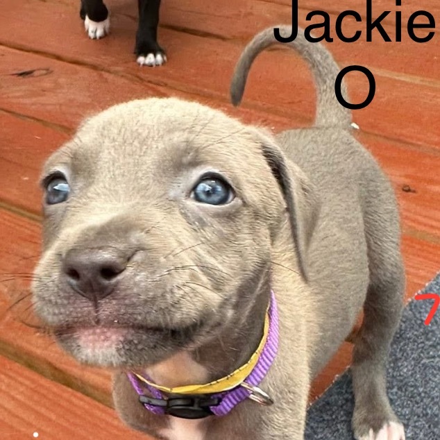 Jackie O