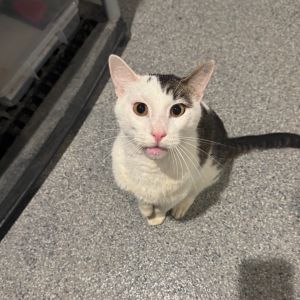 Froot loop, Senior Male American Shorthair