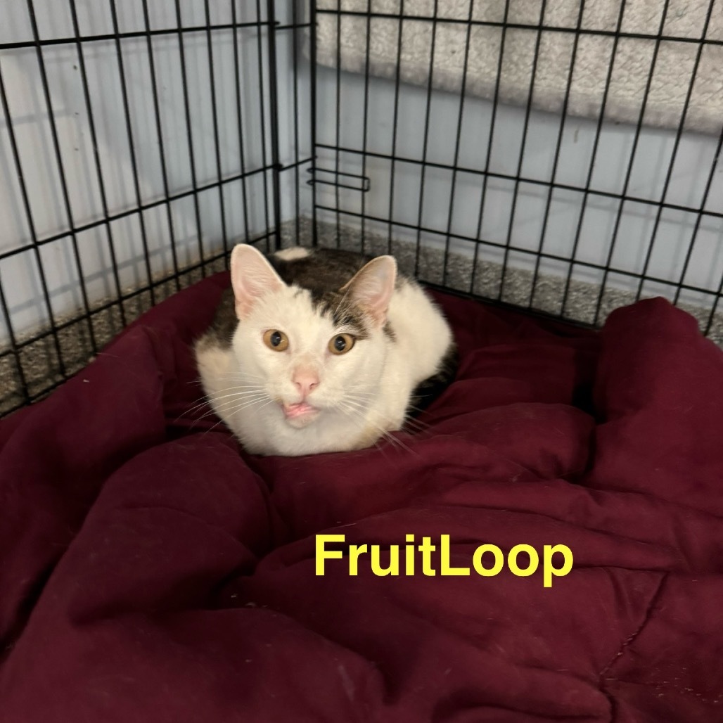 Fruit loop