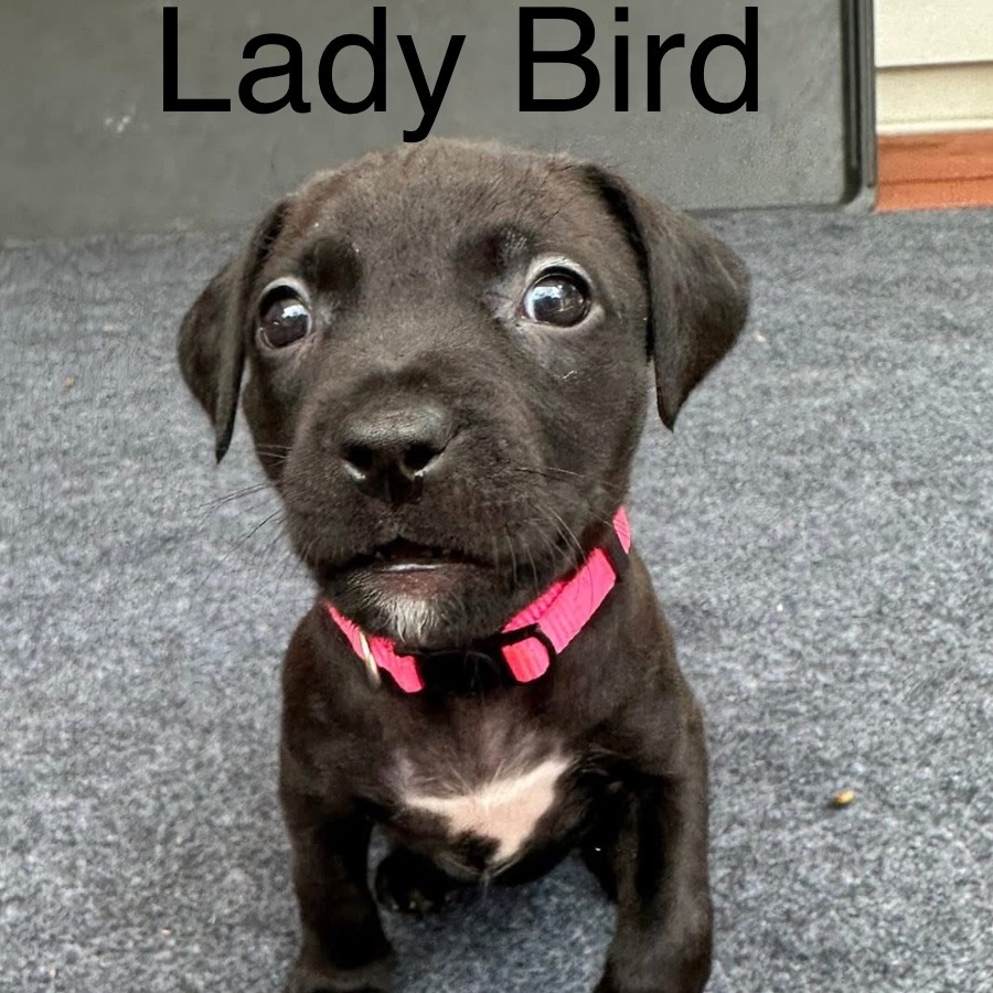 Lady Bird