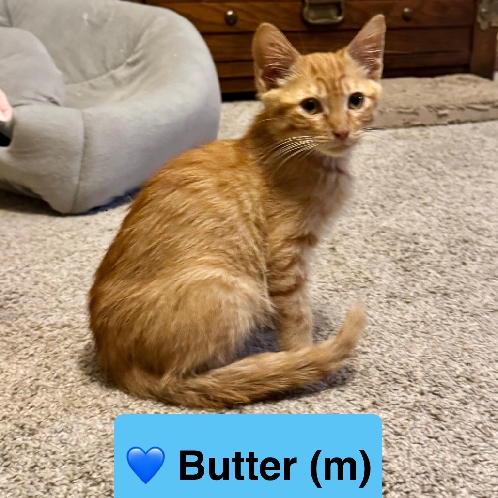 Butter
