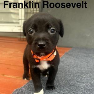 Franklin Roosevelt, Baby Male unknown