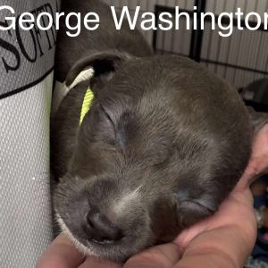 George Washington, Baby Male unknown