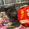 Smokey photo 1