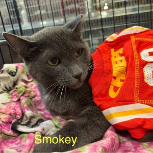 Smokey, Adult Male unknown
