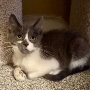 Bacon ( A457588), Baby Female American Shorthair