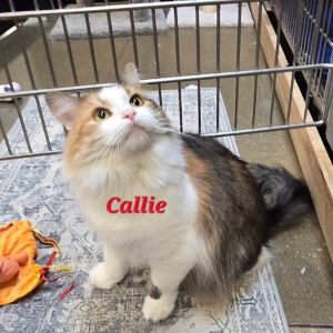 Callie, Adult Female Domestic Long Hair