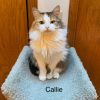 Callie photo 3