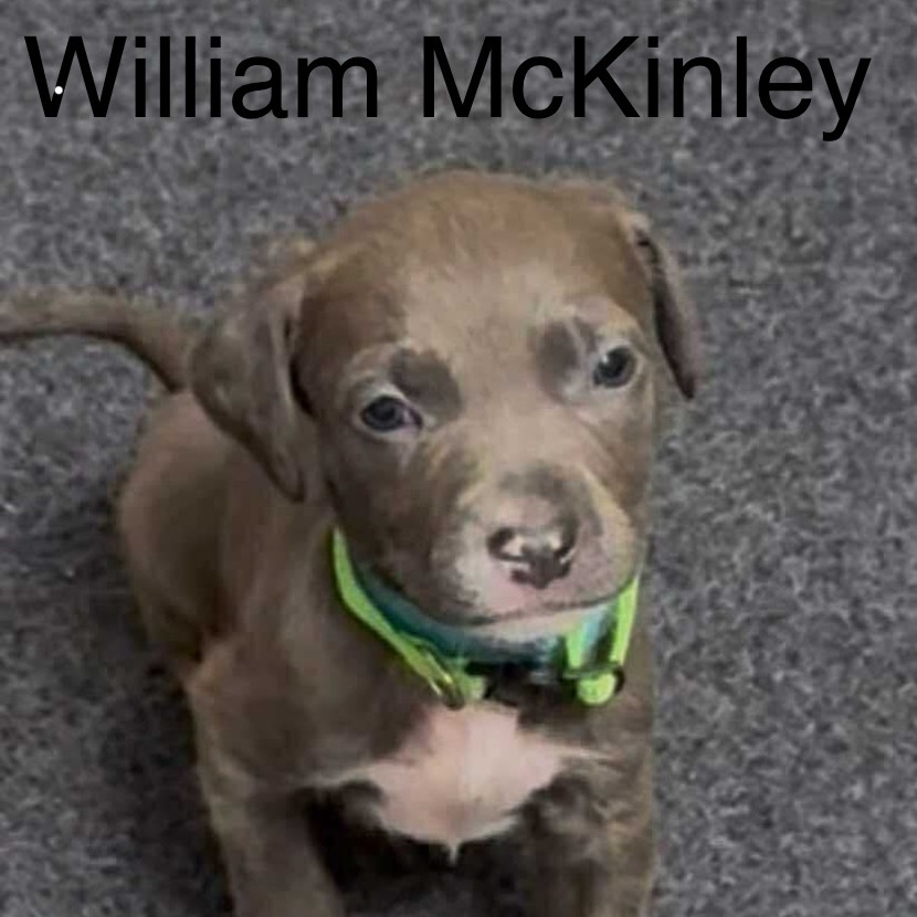 William McKinley