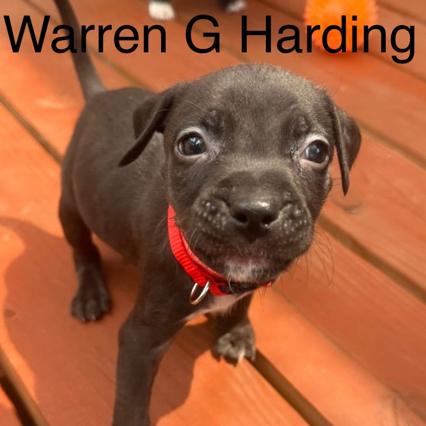 Warren G Harding