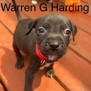 Warren G Harding, Baby Male unknown