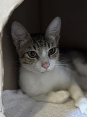 Hippolyta, Young Female Domestic Short Hair