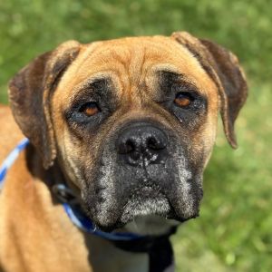 Hi there My name is Foxy and Im at the Santa Maria Campus Im a 3 year old female Boxer