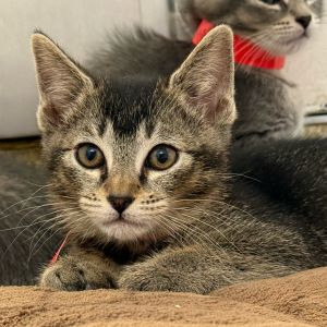 Hi My name is Almond and Im at the Santa Barbara Campus Im a 2 month old female Domestic Medium