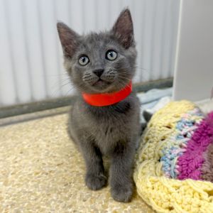 Hi My name is Gray and Im at the Santa Barbara Campus Im a 2 month old female Domestic Medium