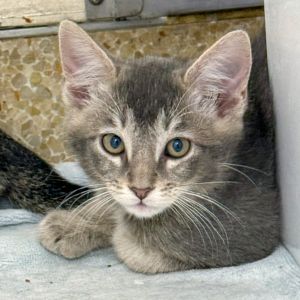 Hi My name is Tim and Im at the Santa Barbara Campus Im a 2 month old male Domestic Medium