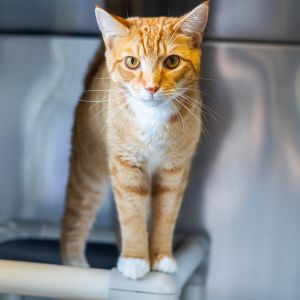 Hei Hei, Adult Male Domestic Short Hair
