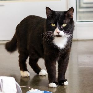 Pudge, Adult Male Domestic Short Hair