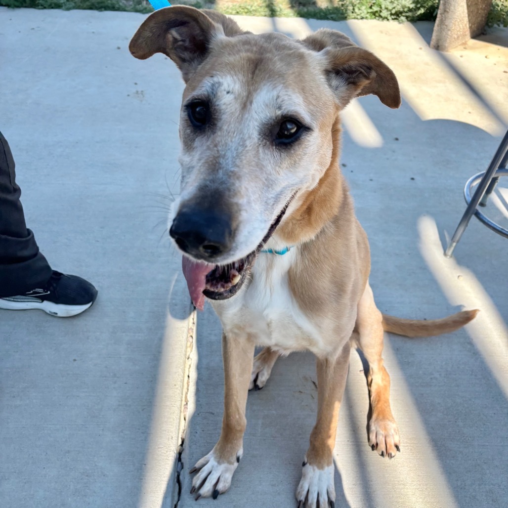 Taini, an adoptable Mixed Breed in Great Falls, MT, 59404 | Photo Image 1