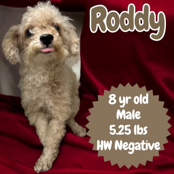 Roddy