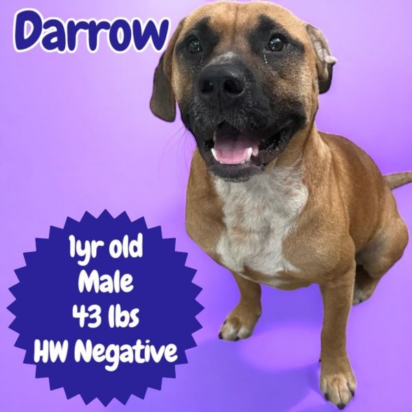 Darrow