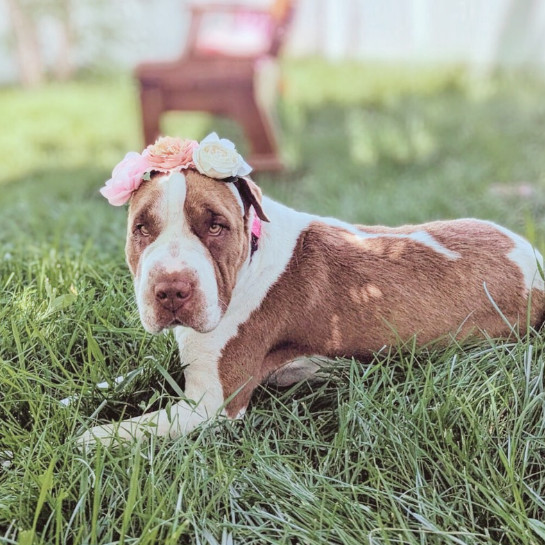 Rosie, an adoptable Shar-Pei in Idaho Falls, ID, 83402 | Photo Image 1