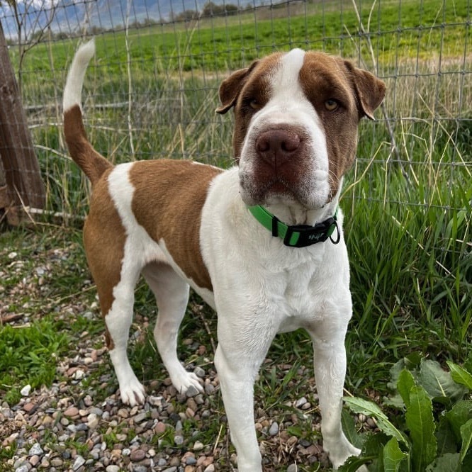 Rosie, an adoptable Shar-Pei in Idaho Falls, ID, 83402 | Photo Image 2