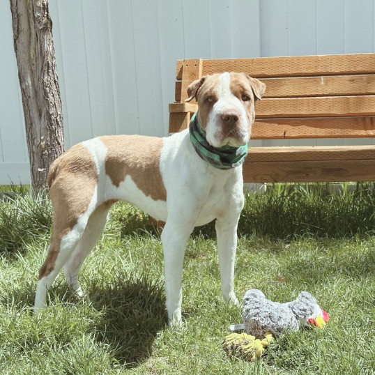 Rosie, an adoptable Shar-Pei in Idaho Falls, ID, 83402 | Photo Image 3