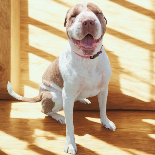 Rosie, an adoptable Shar-Pei in Idaho Falls, ID, 83402 | Photo Image 4