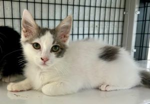 Spotty, Baby Male Domestic Short Hair