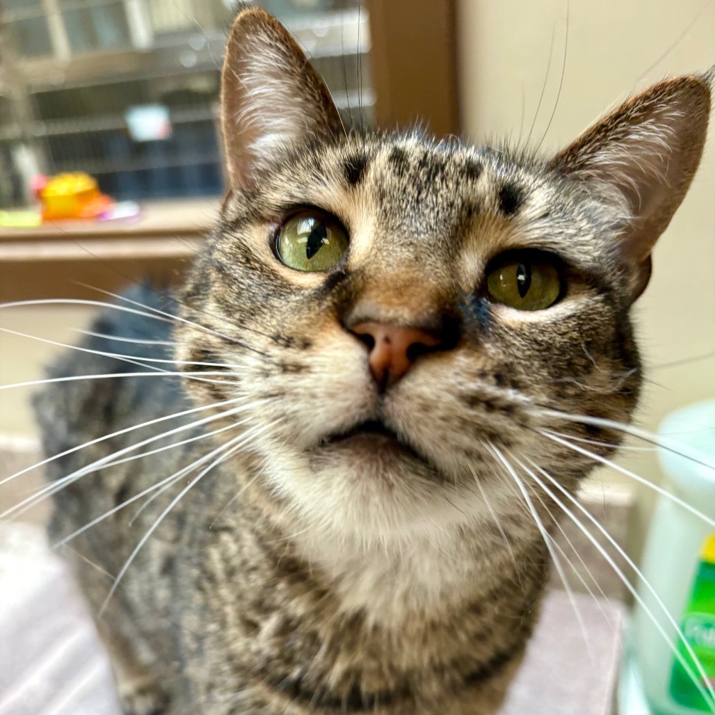 Herman