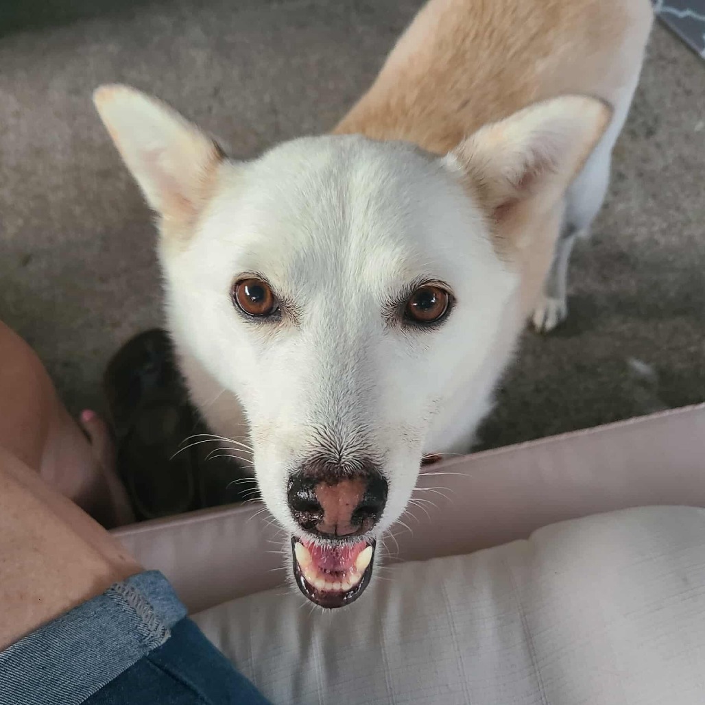 Jiyeong, an adoptable Shiba Inu, Jindo in Bend, OR, 97702 | Photo Image 1