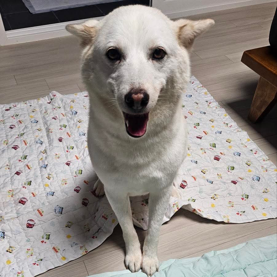 Jiyeong, an adoptable Shiba Inu, Jindo in Bend, OR, 97702 | Photo Image 3