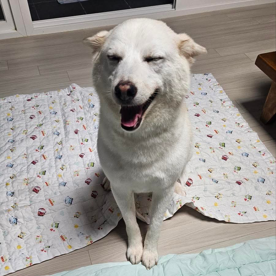 Jiyeong, an adoptable Shiba Inu, Jindo in Bend, OR, 97702 | Photo Image 4