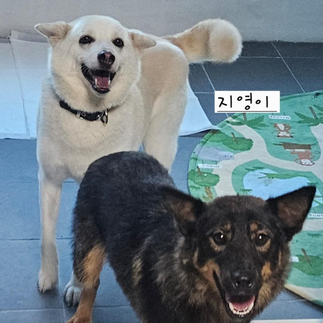 Jiyeong, an adoptable Shiba Inu, Jindo in Bend, OR, 97702 | Photo Image 5