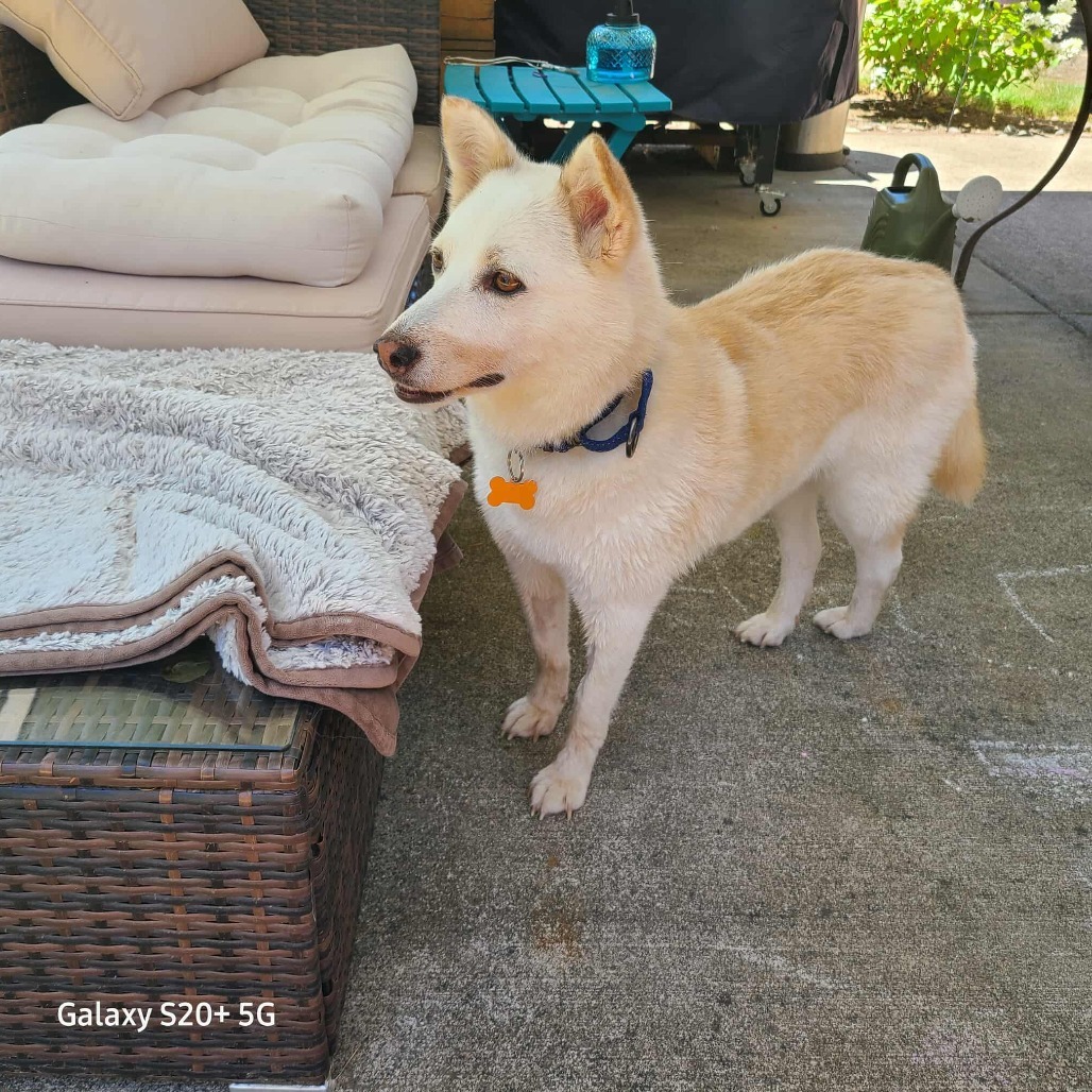 Jiyeong, an adoptable Shiba Inu, Jindo in Bend, OR, 97702 | Photo Image 6